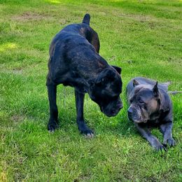 Cane Corso All Grown Up from Bane's Legacy Cane Corso