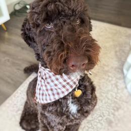 Double Doodle, Goldendoodle, and Labradoodle All Grown Up from Godley Doodles Of Texas