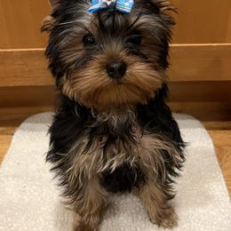 Yorkshire Terrier Puppies from Bohemian Beauty Yorkshire Terrier