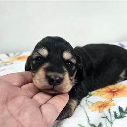 Black and cream male - Black and cream male Dachshund puppy in Belle Rive, Illinois from Akin's Miniature Dachshunds, LLC