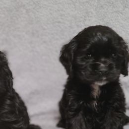 Cocker Spaniels from Our Dandy Puppies
