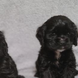 Cocker Spaniels from Our Dandy Puppies