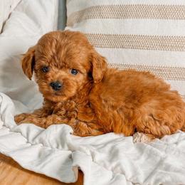 Dolly - Red  female Goldendoodle puppy in Iola, Texas from Supreme Doodles of Texas