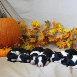 Border Collie Puppies from Top Notch Border Collies