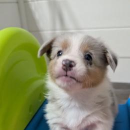 Bluie tri merle boy (dilute merle) - Blue merle and white male American Corgi puppy in Loretto, Kentucky from Duncan's Border Collies and Corgis