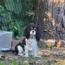 Lilabet - Cavalier King Charles Spaniel