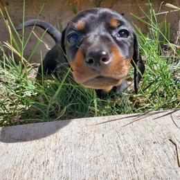 Girl 1 - Black and tan female Dachshund puppy in Tucson, Arizona from Luna May's daschunds