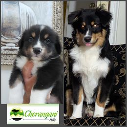 Australian Shepherd Puppies from Cherangani Hills Australian Shepherds