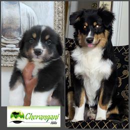Australian Shepherd Puppies from Cherangani Hills Australian Shepherds