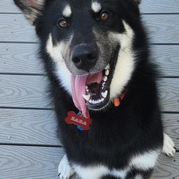 Zara - Black and white female Alaskan Malamute puppy in Independence, Virginia from New River Valley Malamutes