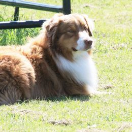 Australian Shepherd All Grown Up from Madalay Aussies