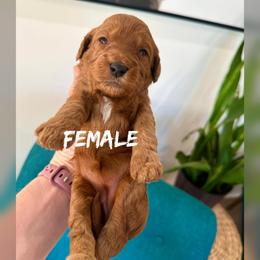 Girl 6 - Red  female Goldendoodle puppy in Glendale, Arizona from Follow Your Bliss Doodles