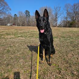 Jughead - German Shepherd