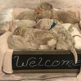 Goldendoodle, Schnoodle, and Sheepadoodle Puppies from Dood Ranch