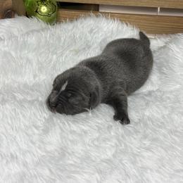 Female 1 - Blue female Staffordshire Bull Terrier puppy in Lakeland, Florida from Blueline Staffords