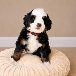 Honeycrisp - Tri-color female Bernedoodle puppy in Atwood, Oklahoma from Luxe Doodle Haven
