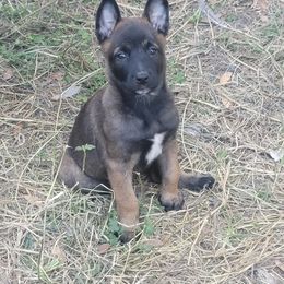 "Cooper" Belgian Malinois Puppies from Heavenly Firefly Belgian Malinois