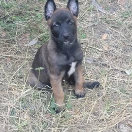 "Cooper" Belgian Malinois Puppies from Heavenly Firefly Belgian Malinois