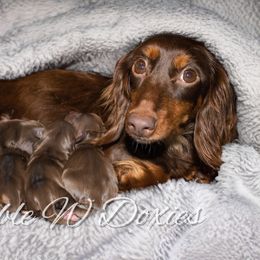 Maze - Dachshund