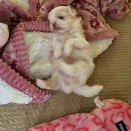 Misty blue - Liver and white female Shih Tzu puppy in Oxon Hill, Maryland from Shihtzus4life