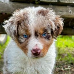 Male #3 - Red merle Australian Shepherd puppy in Ramona, California from Blue Moon Aussies