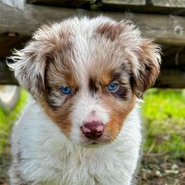Male #3 - Red merle Australian Shepherd puppy in Ramona, California from Blue Moon Aussies