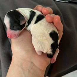 Poodle Puppies from Fluffy Friends Poodles