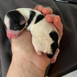 Poodle Puppies from Fluffy Friends Poodles