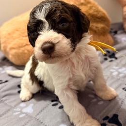 Boy 2 - Yellow collar - Brown roan male Lagotto Romagnolo puppy in Ashland, Ohio from SS Australian Shepherds