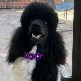 Assorted Doodle Crosses and Poodles from Gemstone Poodles and Doodles