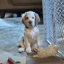 Clumber Spaniel Puppies from Wanderlust Clumber Spaniels