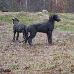 Scottish Deerhound and Whippet Puppies from Cu Liath Deerhounds & Whippets
