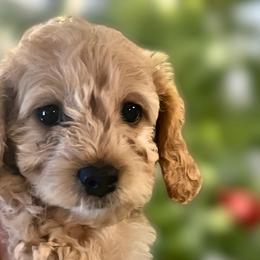 Cavapoochons from Platinum Premier Puppies
