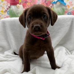 Dark pink - Chocolate female Labrador Retriever puppy in Heath Springs, South Carolina from Rich Hill Retrievers