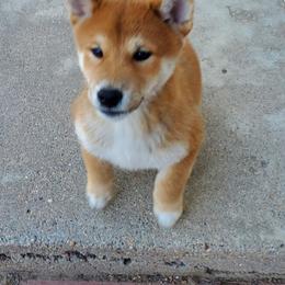 Shiba Inu puppies from Pendragon Shiba Inu