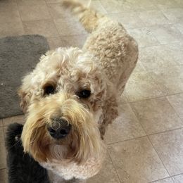 Goldendoodles from Lady’s Goldendoodles