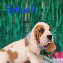 Splash - Lemon and white male Basset Hound puppy in Romance, Arkansas from Twin Creek Acres
