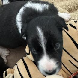 Border Collie Puppies from Roaring River Border Collies