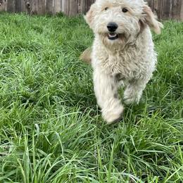 Bernedoodle, Goldendoodle, and Golden Retriever All Grown Up from Sunset Retrievers & Doodles