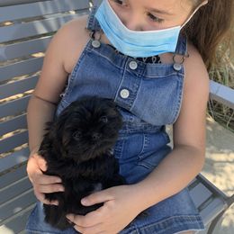 Shih Tzu Puppies from Socal Mother Of Shih Tzus