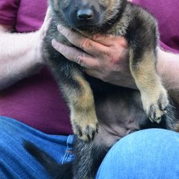 Girl 5 - Sable German Shepherd puppy in Bloomington, Indiana from Zu Treuen Händen, Working German Shepherd Dogs