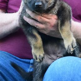 Girl 5 - Sable German Shepherd puppy in Bloomington, Indiana from Zu Treuen Händen, Working German Shepherd Dogs