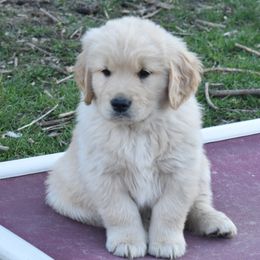White collar Boy - Light golden Golden Retriever puppy in Otis Orchards, Washington from Sunlite Golden Retrievers