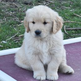 White collar Boy - Light golden Golden Retriever puppy in Otis Orchards, Washington from Sunlite Golden Retrievers