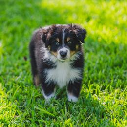Blue - Tri-color male Border Collie puppy in Blue Ridge, Georgia from Hill Valley Border Collies