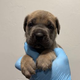 Male 2 - Gray and fawn male Cane Corso puppy in Cashion, Oklahoma from APEXOK Cane Corsos LLC