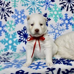 Ember (M5) - White female Siberian Husky puppy in Lunenburg, Vermont from SNOW WOOLY HUSKY