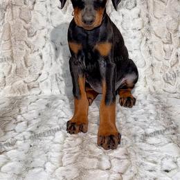 Pink - Black and rust female Doberman Pinscher puppy in Louisville, Kentucky from Ruiz Dobermans