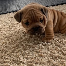 Bulldog and French Bulldog Puppies from Blues City Bulldogs