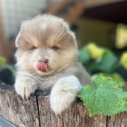 Fred (I love Lucy theme ) - Lavender male Pomsky puppy in Rathdrum, Idaho from Smart Pomskies and Frenchies